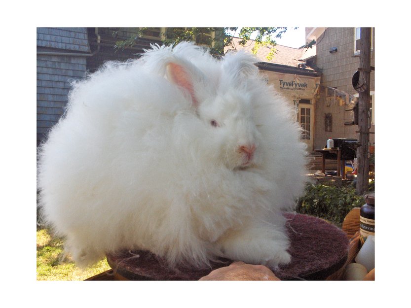 Кроличья шерсть. Гигантский ангорский кролик. Кролики порода ангорка. Ангорский кролик рыжий. Белый ангорский кролик.