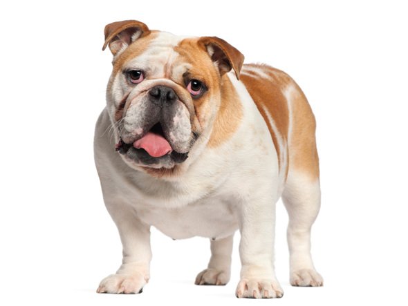 Bulldog, Fakta om hundrasen engelsk bulldog