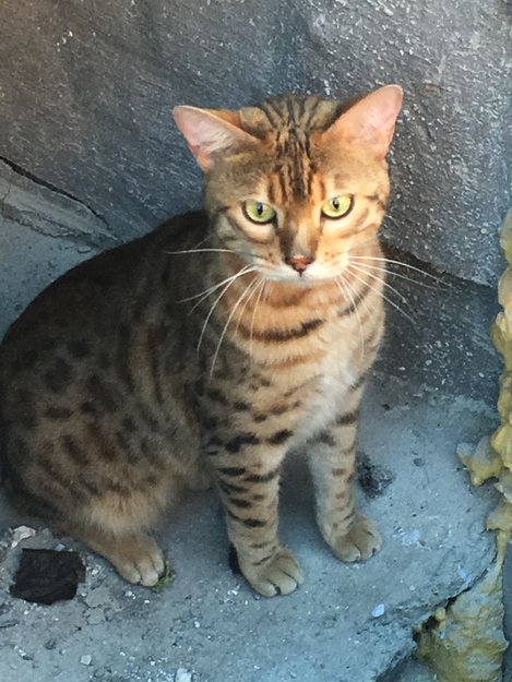 Svinde bort websted Foranderlig Leopard katt ble funnet i Oslo | Dyrebar.no